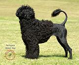 Portuguese Water Dog 9R023D-115